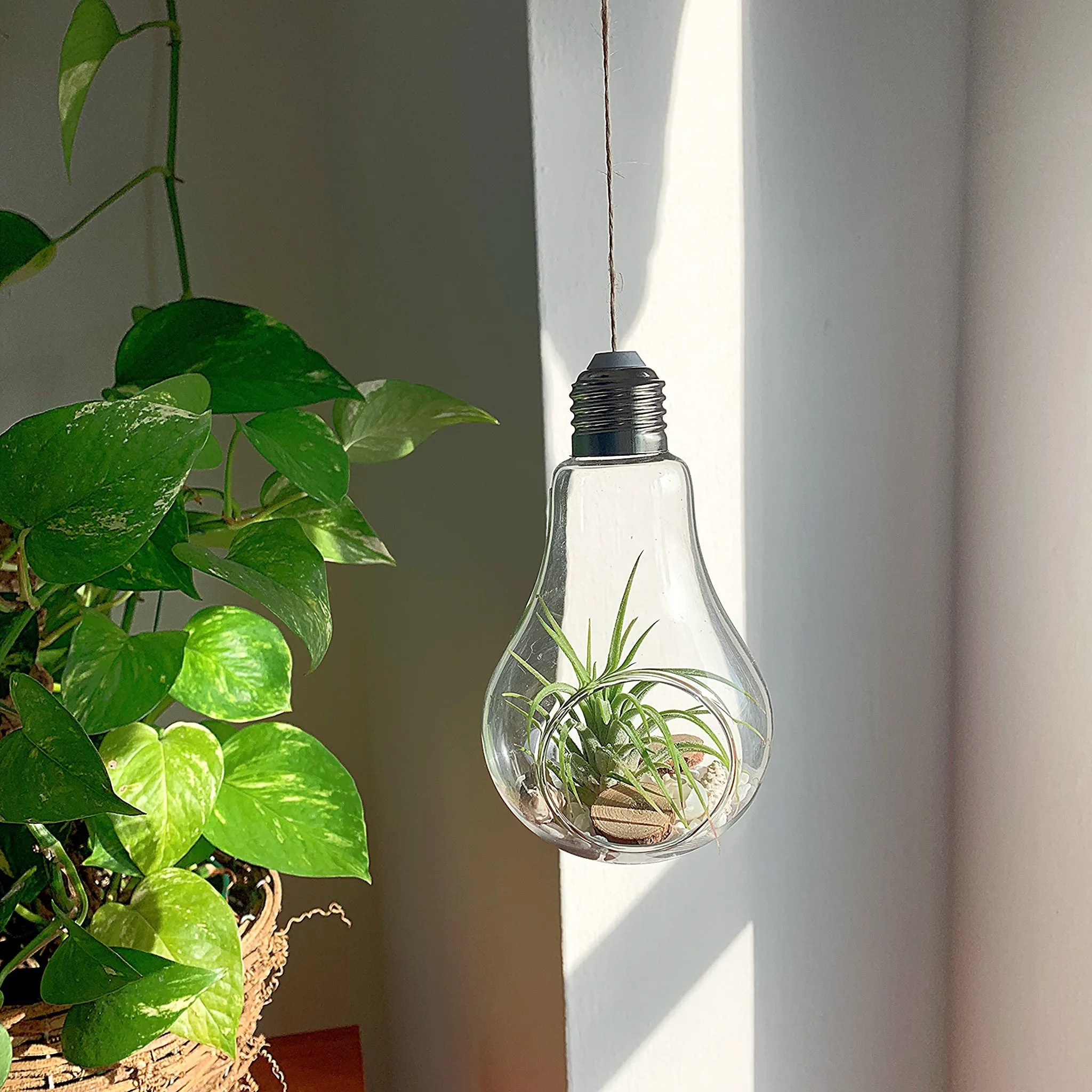 Light Bulb Terrarium