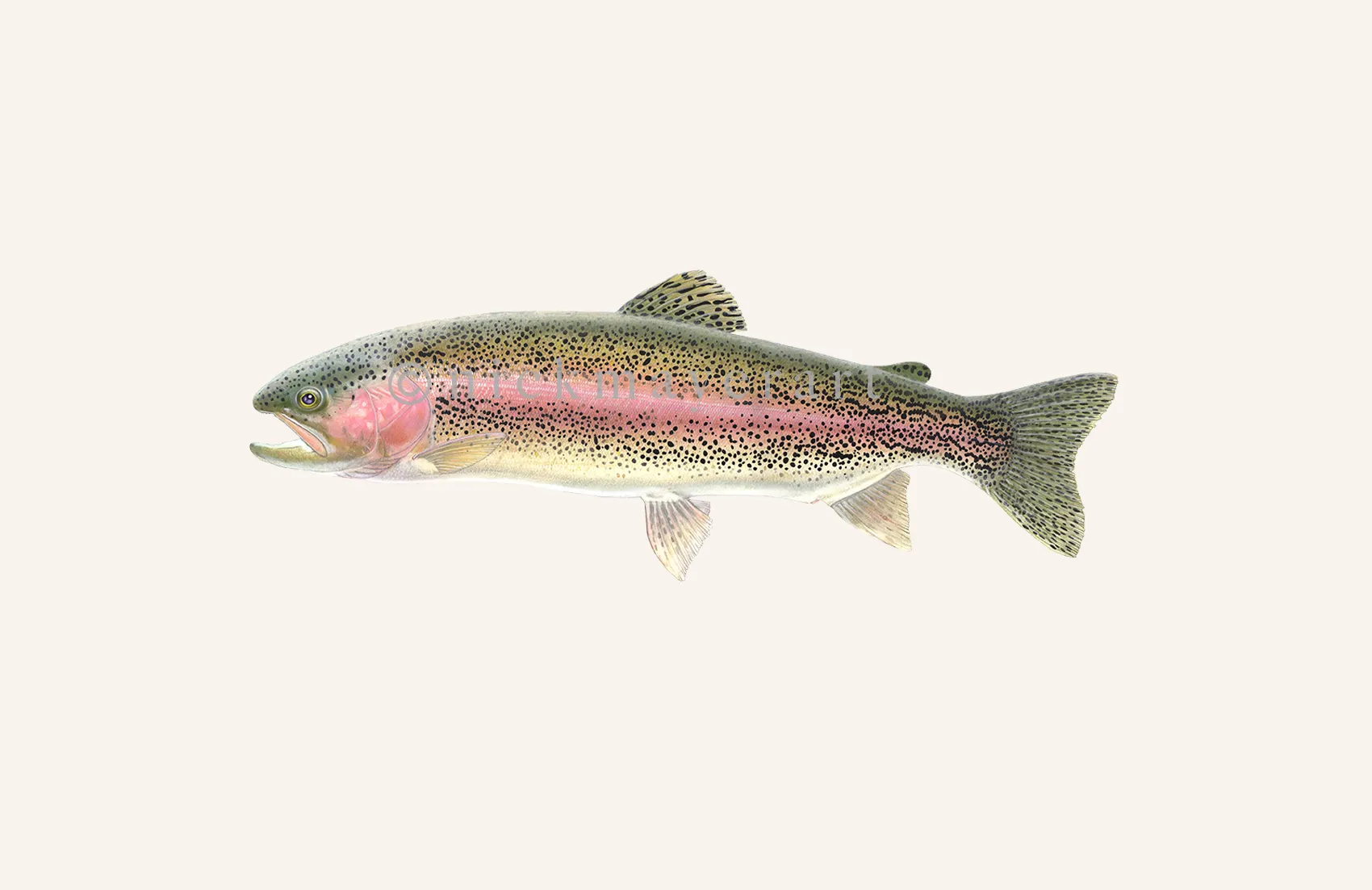 Rainbow Trout Print - Best Seller