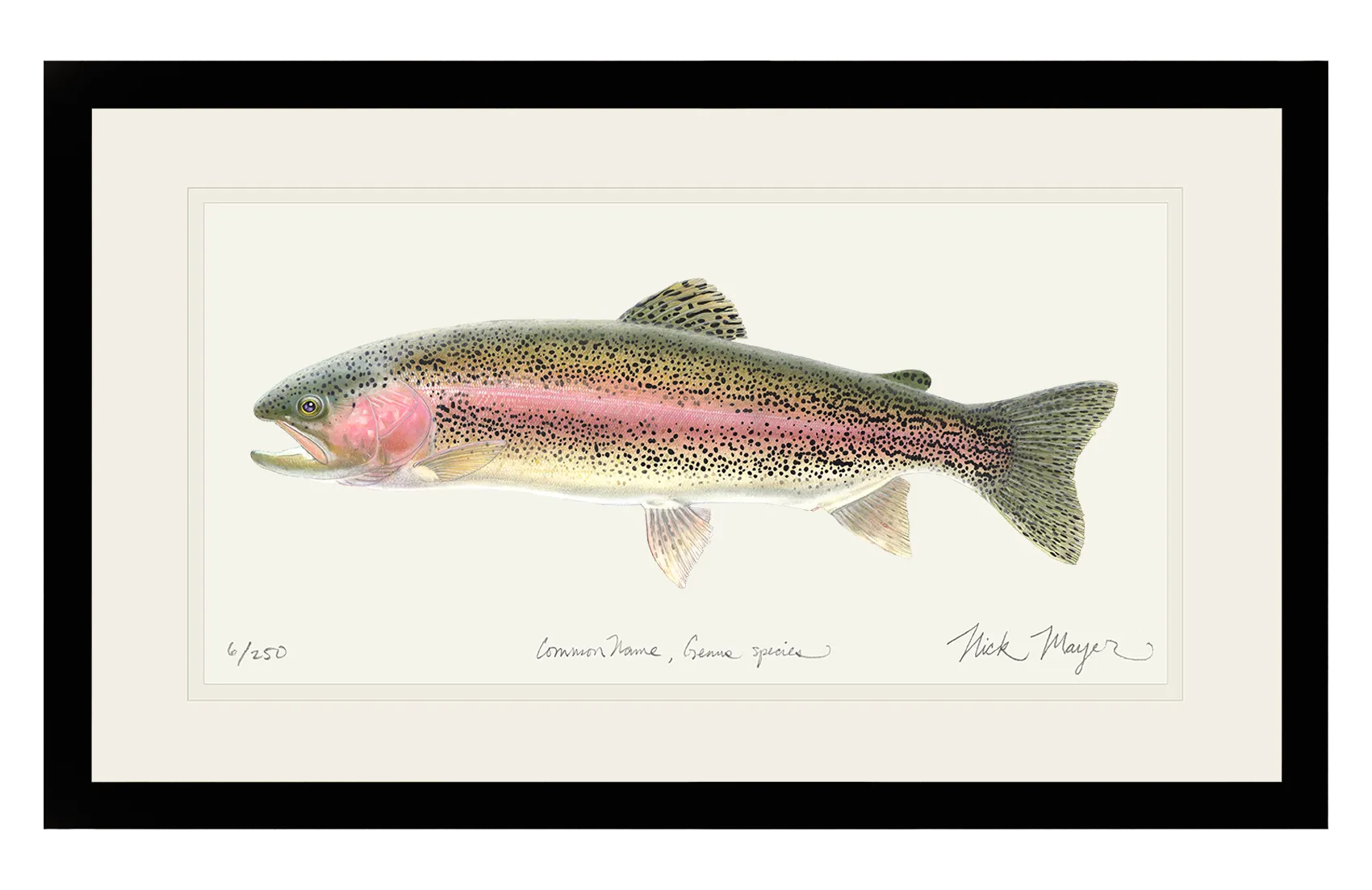 Rainbow Trout Print - Best Seller