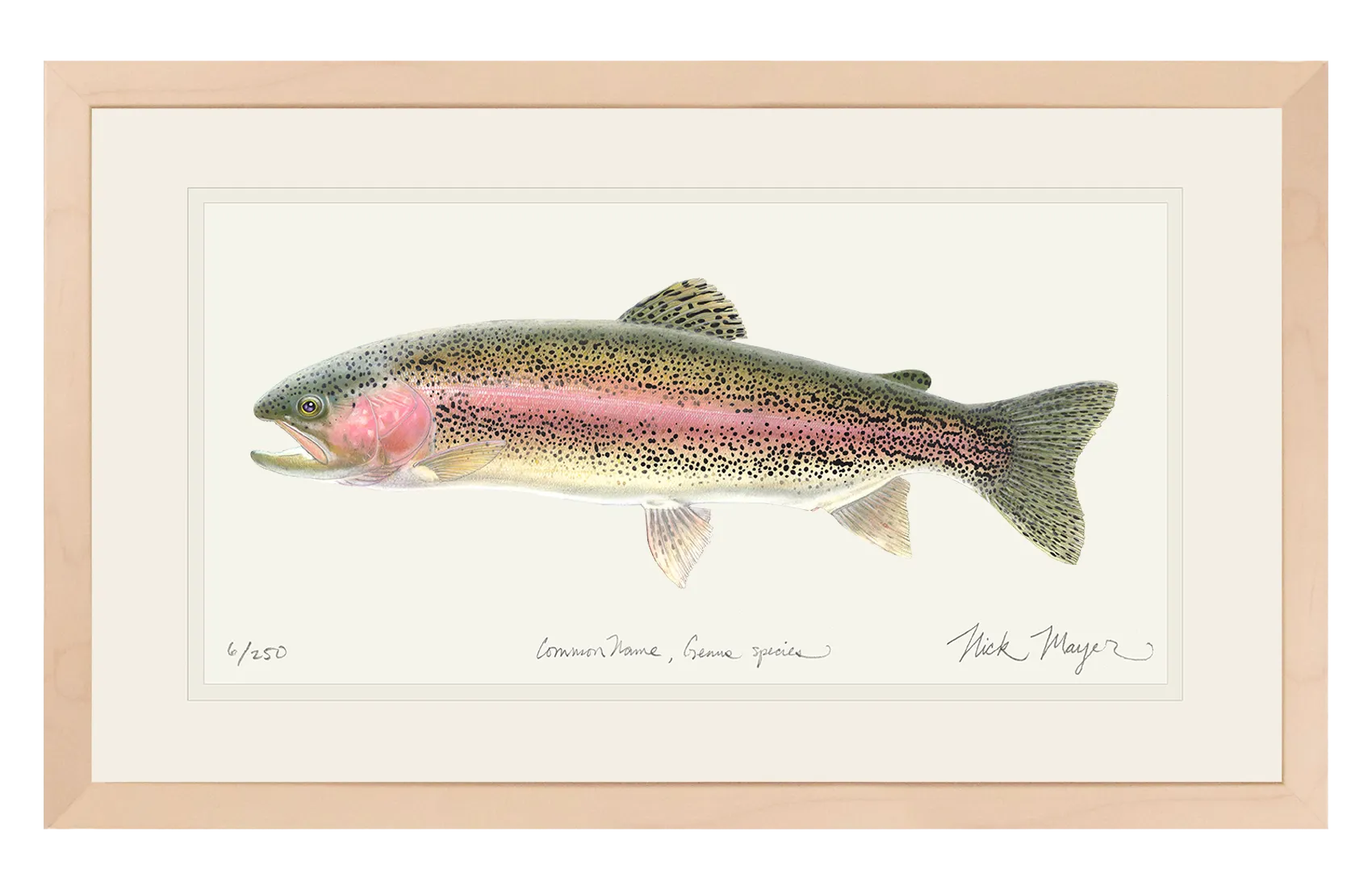 Rainbow Trout Print - Best Seller